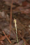 Slender woodland sedge